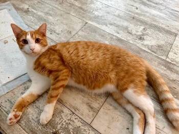Domestic Short Hair Cats Available for Adoption - Orange Juice | PetCurious