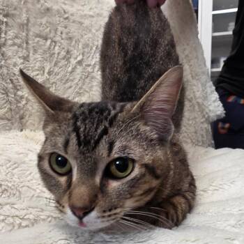 Domestic Short Hair Cats Available for Adoption - Lightning | PetCurious