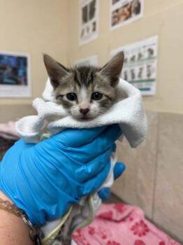 Coco -  Domestic Short Hair Cat for Adoption in Honolulu, Hawaii - Coco | PetCurious