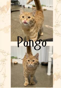 Rescue Domestic Short Hair Cats for Adoption in Pierceton, Indiana - Pongo-polydactyl | PetCurious