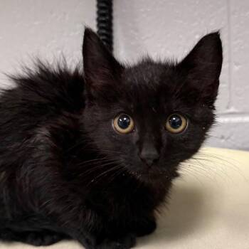 Pampas -  Domestic Short Hair Cat for Adoption in Greenville, South Carolina - Pampas | PetCurious