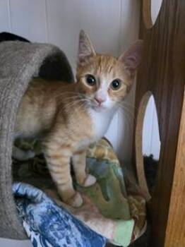 Rescue Domestic Short Hair Cats for Adoption in Parlier, California - Oliver | PetCurious