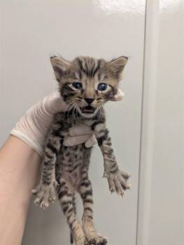 PEPPERMINT -  Domestic Short Hair Cat for Adoption in Ontario, California - PEPPERMINT | PetCurious