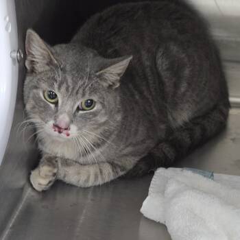 Domestic Short Hair Cats Available for Adoption - Ash | PetCurious