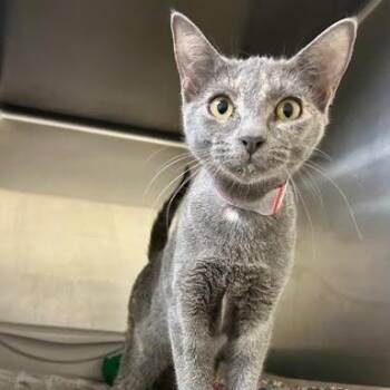Royal Oak -  American Shorthair Cat for Adoption in Bethel, Connecticut - Royal Oak | PetCurious