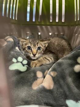 A138212 -  Domestic Short Hair Cat for Adoption in Palmetto, Florida - A138212 | PetCurious