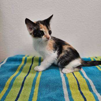 Prairie -  Calico Cat for Adoption in Spokane, Washington - Prairie | PetCurious