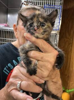 Abyssinian Cats Available for Adoption in Dyersburg, Tennessee - Callie | PetCurious