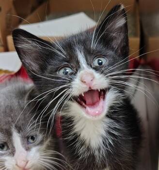 GALA -  Domestic Short Hair Cat for Adoption in St. Louis, Missouri - GALA | PetCurious