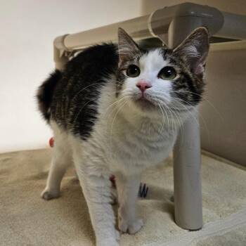 Domestic Medium Hair Cats Available for Adoption - Alice | PetCurious