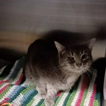 Domestic Short Hair Cats Available for Adoption in Oak Park, Illinois - Niall | PetCurious