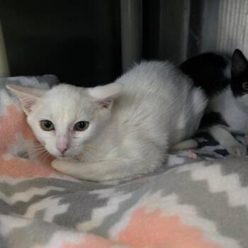 Zara -  Domestic Short Hair Cat for Adoption - Zara | PetCurious