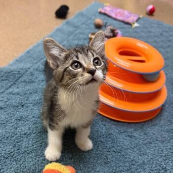 Snickers -  Domestic Medium Hair Cat for Adoption - Snickers | PetCurious