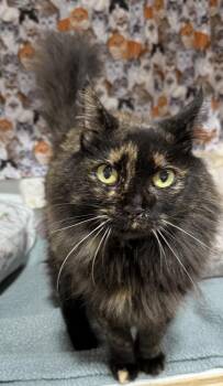 Domestic Medium Hair Cats Available for Adoption in Jackson, Georgia - Vespa | PetCurious