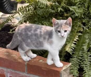 Sadie -  Domestic Short Hair Cat for Adoption in Clayton, North Carolina - Sadie | PetCurious