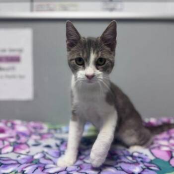 Domestic Short Hair Cats Available for Adoption - Tomfoolery | PetCurious