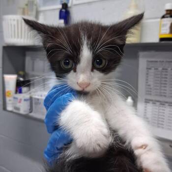Javier -  Domestic Short Hair Cat for Adoption in Summerville, South Carolina - Javier | PetCurious