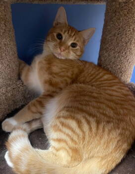 Rescue Domestic Short Hair Cats for Adoption in Hazlet, New Jersey - Ginger | PetCurious