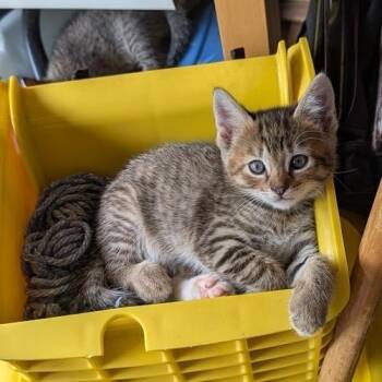 Ms. Orange -  American Shorthair Cat for Adoption in Freeport, Florida - Ms. Orange | PetCurious