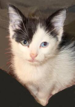 Abeline -  Domestic Short Hair and Snowshoe Cat for Adoption in Little Rock, Arkansas - Abeline | PetCurious