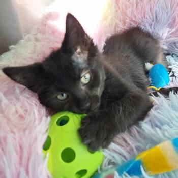 The Dark Knight -  Domestic Short Hair Cat for Adoption in Chattanooga, Tennessee - The Dark Knight | PetCurious