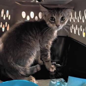 Twinkle Toes -  Domestic Short Hair Cat for Adoption in Lynchburg, Virginia - Twinkle Toes | PetCurious