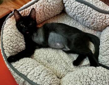 Hopscotch -  American Shorthair Cat for Adoption in Houston, Texas - Hopscotch | PetCurious
