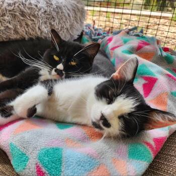 Domestic Short Hair Cats Available for Adoption in Salt Lake City, Utah - Ludo | PetCurious