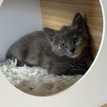 Macy -  Domestic Long Hair Cat for Adoption in Long Beach, California - Macy | PetCurious