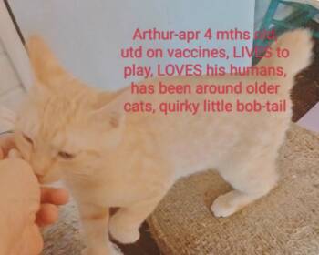 Arthur -  American Bobtail Cat for Adoption in Muskegon, Michigan - Arthur | PetCurious
