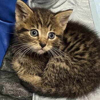 Tillie - Located in Hyattsville, MD -  Domestic Short Hair Cat for Adoption - Tillie - Located In Hyattsville, MD | PetCurious