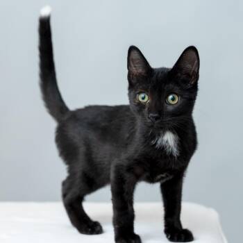Rescue Tuxedo Cats for Adoption in Bethel, Connecticut - Felix   FRIENDLY AND FUN! | PetCurious