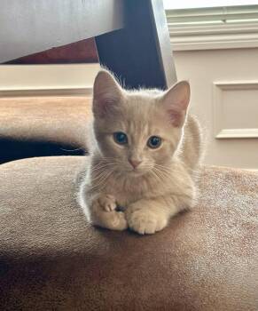 Orangina -  Extra Toes Cat Hemingway Polydactyl and Domestic Short Hair Cat for Adoption in Dublin, Ohio - Orangina | PetCurious