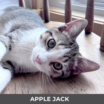 Apple Jack -  Domestic Short Hair Cat for Adoption in Toronto, Ontario - Apple Jack | PetCurious