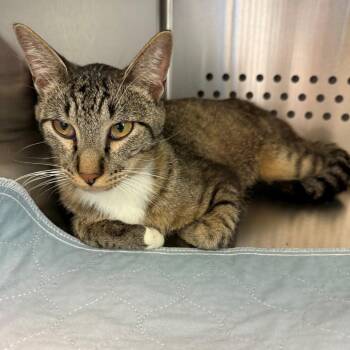 Herschel -  Domestic Short Hair Cat for Adoption in Norman, Oklahoma - Herschel | PetCurious