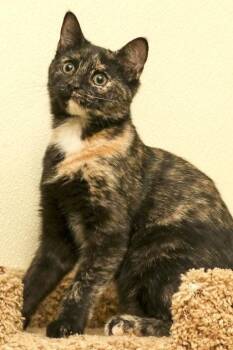 Domestic Short Hair Cats Available for Adoption in Cashiers, North Carolina - Tator Tot | PetCurious
