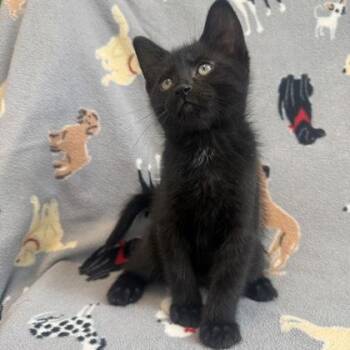 Espresso -  Domestic Short Hair Cat for Adoption in Janesville, Wisconsin - Espresso | PetCurious