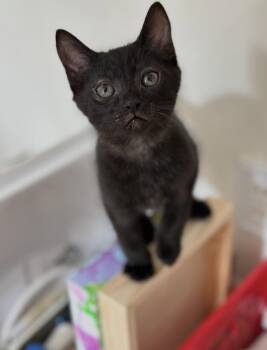 Jiji -  Domestic Short Hair Cat for Adoption in Cuyahoga Falls, Ohio - Jiji | PetCurious