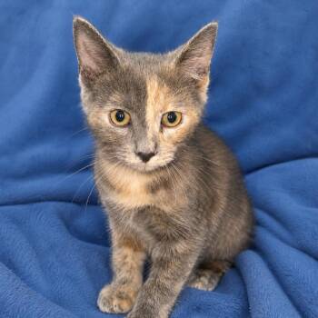 Apple -  Domestic Short Hair Cat for Adoption in Tucson, Arizona - Apple | PetCurious