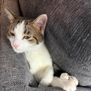 Chippy -  Domestic Short Hair Cat for Adoption in Huntsville, Alabama - Chippy | PetCurious