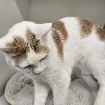 Timon -  Domestic Short Hair Cat for Adoption in Janesville, Wisconsin - Timon | PetCurious