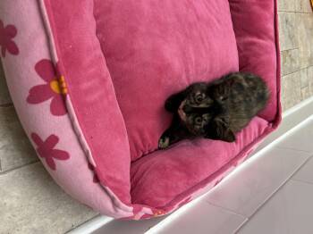 Rescue Tortoiseshell Cats for Adoption in Frederick, Maryland - Dot | PetCurious