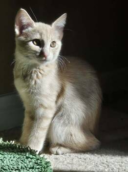 Manchego -  Domestic Short Hair Cat for Adoption in Tucson, Arizona - Manchego | PetCurious