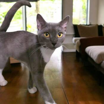 Rescue Russian Blue Cats for Adoption in Silver Springs, Florida - Cleo & CiCi | PetCurious