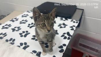 CINDER -  Domestic Short Hair Cat for Adoption in Ocala, Florida - CINDER | PetCurious