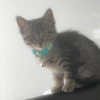 Spicy Puffball -  Domestic Short Hair Cat Available for Adoption in Midland, Texas - Spicy Puffball | PetCurious