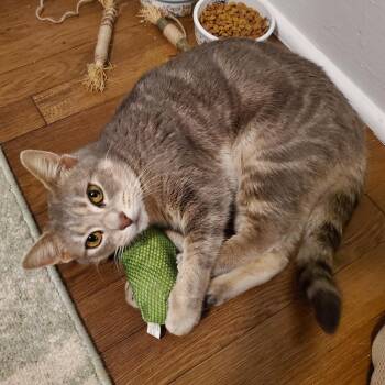 Domestic Short Hair Cats Available for Adoption - Marlynn | PetCurious