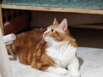 Rescue Norwegian Forest Cat Cats for Adoption in Brampton, Ontario - Sodfa | PetCurious