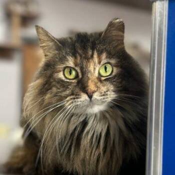 Courtney -  Domestic Long Hair Cat for Adoption in Tipp City, Ohio - Courtney | PetCurious
