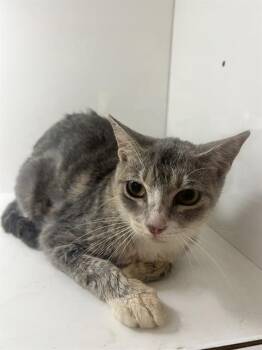 WHISPER -  Domestic Short Hair Cat for Adoption in Winter Haven, Florida - WHISPER | PetCurious